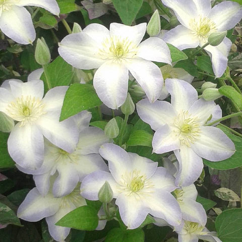 Clematis Yukikomachi, Large Flowered Clematis - Brushwood Nursery, Clematis Specialists