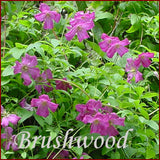 Clematis Abundance, Small Flowered Clematis - Brushwood Nursery, Clematis Specialists