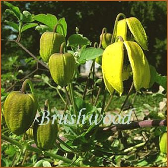 Clematis akebioides, Small Flowered Clematis - Brushwood Nursery, Clematis Specialists