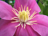 Clematis Alaina, Large Flowered Clematis - Brushwood Nursery, Clematis Specialists