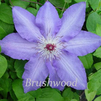 Clematis Alice Fisk, Large Flowered Clematis - Brushwood Nursery, Clematis Specialists