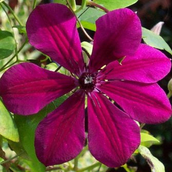 Clematis Allanah, Large Flowered Clematis - Brushwood Nursery, Clematis Specialists
