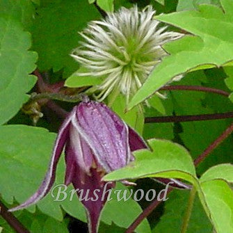 Clematis alpina Helsingborg, Small Flowered Clematis - Brushwood Nursery, Clematis Specialists