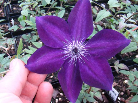 Clematis Amethyst Beauty, Large Flowered Clematis - Brushwood Nursery, Clematis Specialists