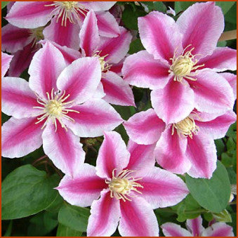 Clematis Angela, Large Flowered Clematis - Brushwood Nursery, Clematis Specialists