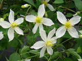 Clematis Anita, Small Flowered Clematis - Brushwood Nursery, Clematis Specialists