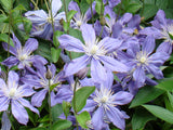 Clematis Arabella, Small Flowered Clematis - Brushwood Nursery, Clematis Specialists