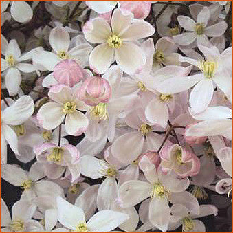 Clematis armandii Apple Blossom, Small Flowered Clematis - Brushwood Nursery, Clematis Specialists