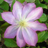 Clematis Asao, Large Flowered Clematis - Brushwood Nursery, Clematis Specialists