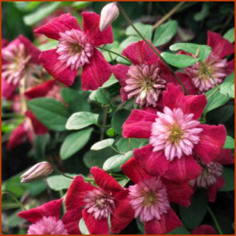 Clematis Avant-Garde, Small Flowered Clematis - Brushwood Nursery, Clematis Specialists