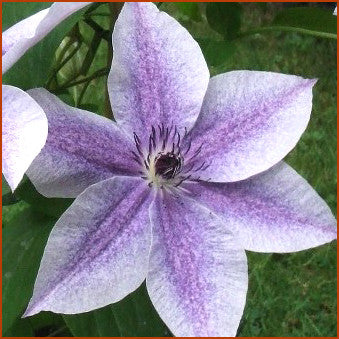 Clematis Best Wishes, Large Flowered Clematis - Brushwood Nursery, Clematis Specialists