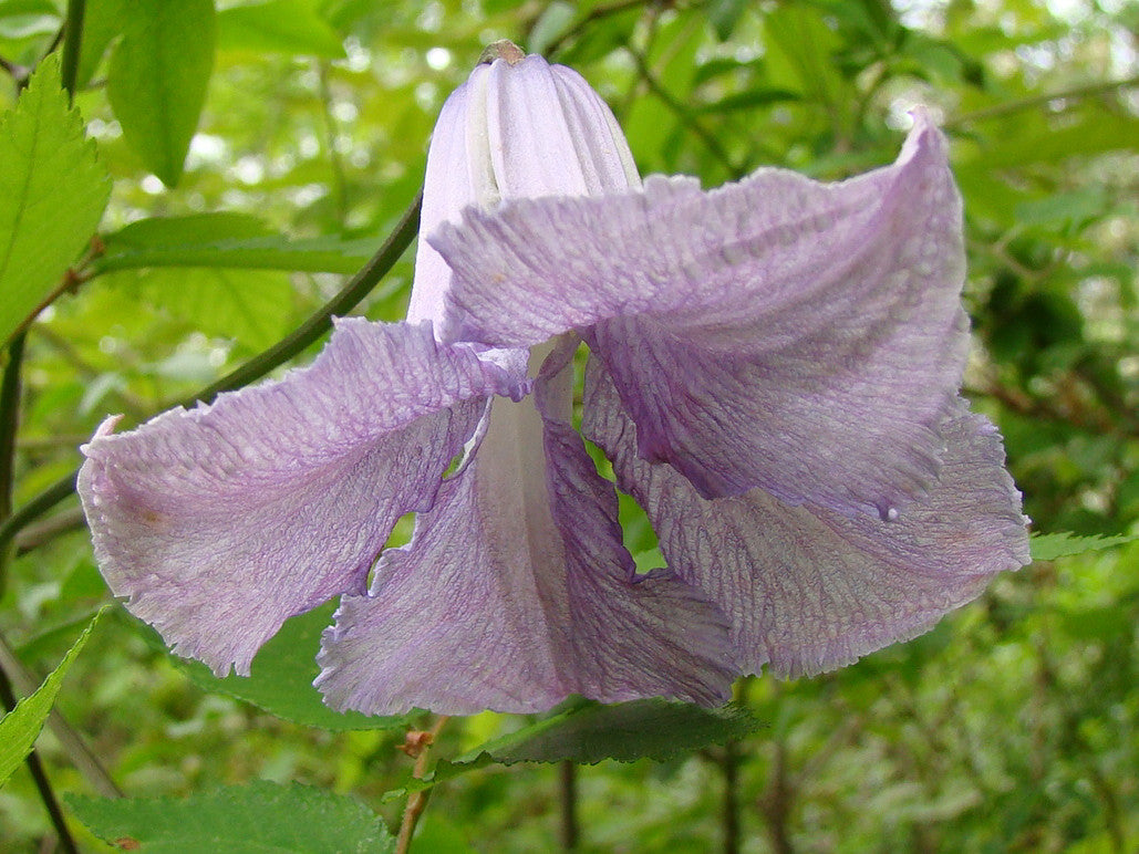 Clematis Betty Corning, Small Flowered Clematis - Brushwood Nursery, Clematis Specialists