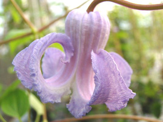 Clematis crispa Big Sombrero, Small Flowered Clematis - Brushwood Nursery, Clematis Specialists