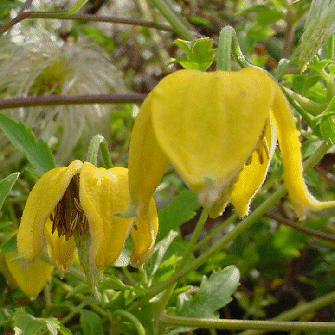 Clematis Bill MacKenzie, Small Flowered Clematis - Brushwood Nursery, Clematis Specialists