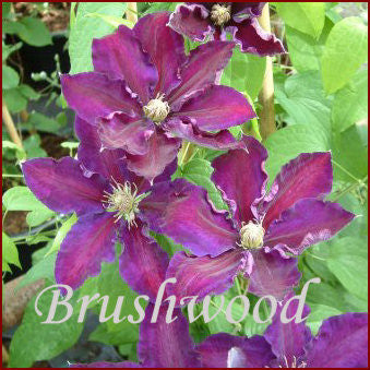 Clematis Black Tea, Large Flowered Clematis - Brushwood Nursery, Clematis Specialists
