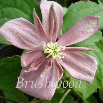 Clematis montana Broughton Star, Small Flowered Clematis - Brushwood Nursery, Clematis Specialists