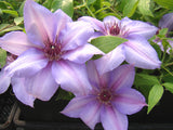 Clematis Candy Stripe, Large Flowered Clematis - Brushwood Nursery, Clematis Specialists