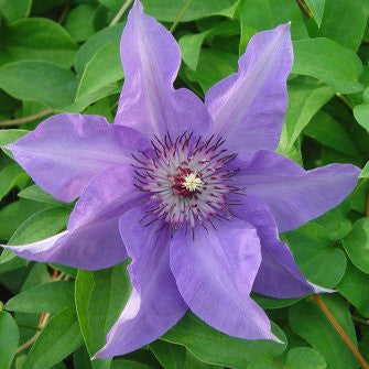 Clematis Carnival, Large Flowered Clematis - Brushwood Nursery, Clematis Specialists