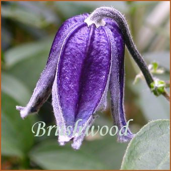 Clematis Carol Lim, Small Flowered Clematis - Brushwood Nursery, Clematis Specialists