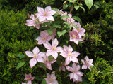 Clematis Caroline, Large Flowered Clematis - Brushwood Nursery, Clematis Specialists