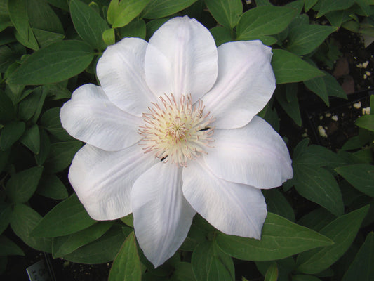 Clematis Chantilly, Large Flowered Clematis - Brushwood Nursery, Clematis Specialists