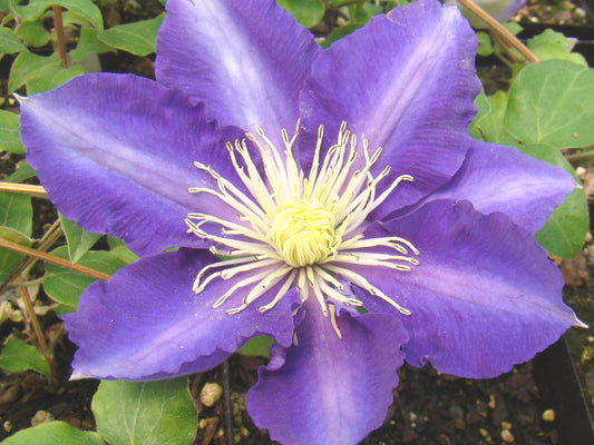 Clematis Chevalier, Large Flowered Clematis - Brushwood Nursery, Clematis Specialists