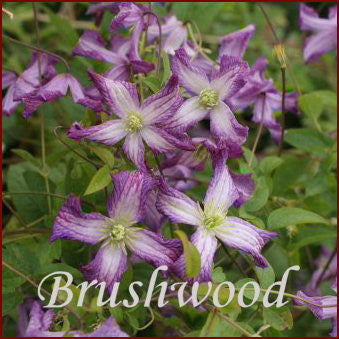 Clematis Cicciolina, Small Flowered Clematis - Brushwood Nursery, Clematis Specialists