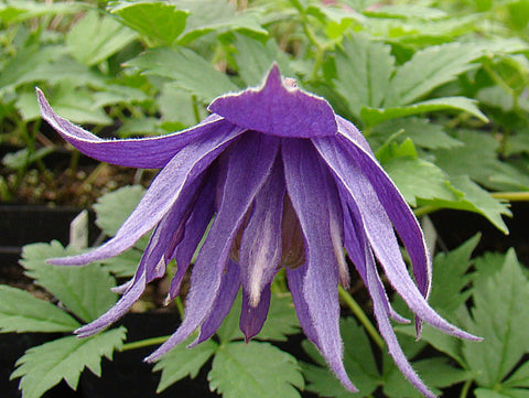 Clematis Clochette Pride, Small Flowered Clematis - Brushwood Nursery, Clematis Specialists