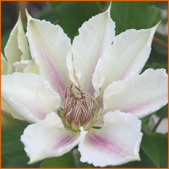 Clematis Corinne, Large Flowered Clematis - Brushwood Nursery, Clematis Specialists