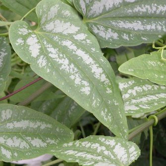 Clematis crassifolia, Small Flowered Clematis - Brushwood Nursery, Clematis Specialists