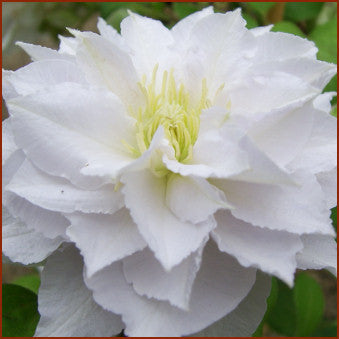 Clematis Dancing King, Large Flowered Clematis - Brushwood Nursery, Clematis Specialists