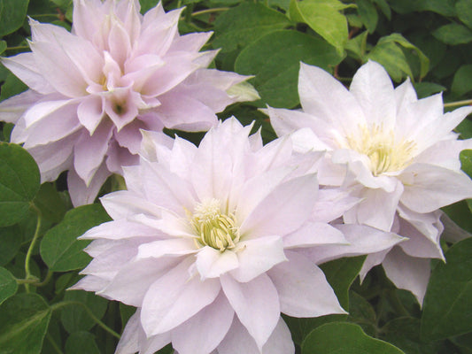 Clematis Dancing Queen, Large Flowered Clematis - Brushwood Nursery, Clematis Specialists