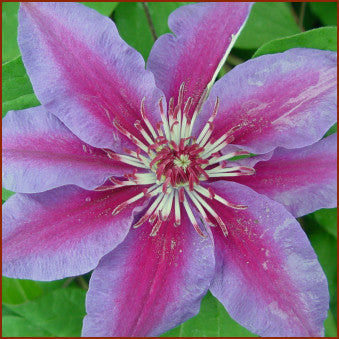 Clematis Darius, Large Flowered Clematis - Brushwood Nursery, Clematis Specialists