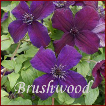 Clematis Dark Eyes, Small Flowered Clematis - Brushwood Nursery, Clematis Specialists