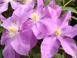 Clematis Dorothy Tolver, Large Flowered Clematis - Brushwood Nursery, Clematis Specialists