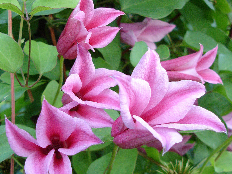 Clematis Duchess of Albany, Small Flowered Clematis - Brushwood Nursery, Clematis Specialists