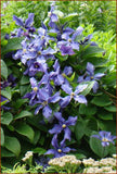 Clematis Durandii, Non-Vining Clematis - Brushwood Nursery, Clematis Specialists