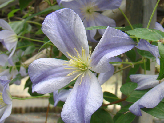 Clematis Dutch Sky, Large Flowered Clematis - Brushwood Nursery, Clematis Specialists