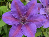 Clematis Edda, Large Flowered Clematis - Brushwood Nursery, Clematis Specialists