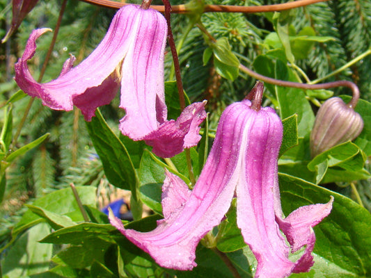Clematis Elly Elisabeth, Small Flowered Clematis - Brushwood Nursery, Clematis Specialists