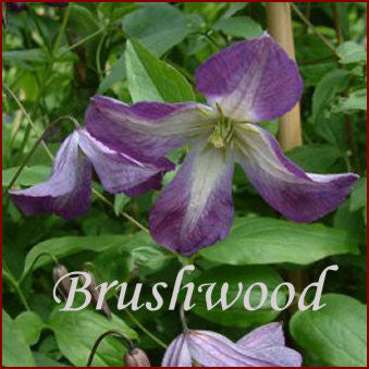 Clematis Elvan, Small Flowered Clematis - Brushwood Nursery, Clematis Specialists