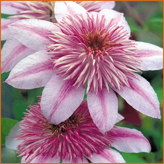 Clematis Empress, Large Flowered Clematis - Brushwood Nursery, Clematis Specialists