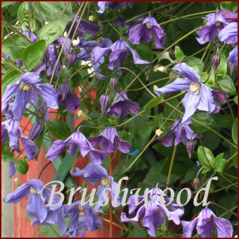 Clematis Eriostemon, Small Flowered Clematis - Brushwood Nursery, Clematis Specialists
