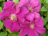 Clematis Ernest Markham, Large Flowered Clematis - Brushwood Nursery, Clematis Specialists