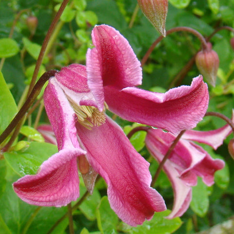 Clematis Etoile Rose, Small Flowered Clematis - Brushwood Nursery, Clematis Specialists