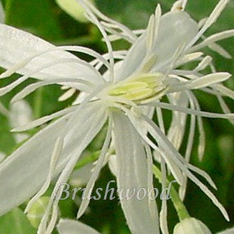 Clematis flammula, Small Flowered Clematis - Brushwood Nursery, Clematis Specialists
