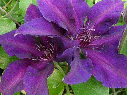 Clematis Fleuri, Large Flowered Clematis - Brushwood Nursery, Clematis Specialists