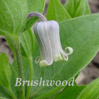 Clematis fremontii, Native Vines - Brushwood Nursery, Clematis Specialists