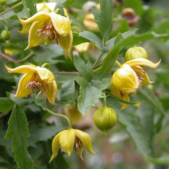 Clematis fruticosa Mongolian Gold, Non-Vining Clematis - Brushwood Nursery, Clematis Specialists