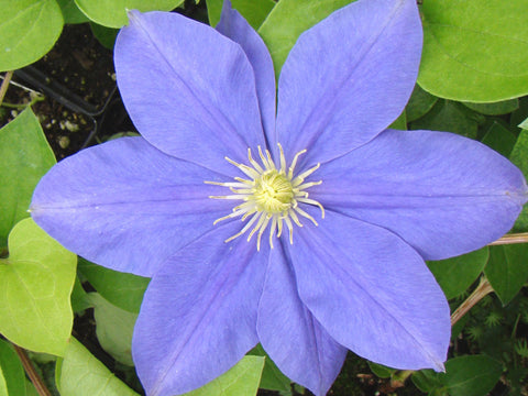 Clematis Fujimusume, Large Flowered Clematis - Brushwood Nursery, Clematis Specialists